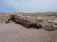 Giant logs FP (11).JPG